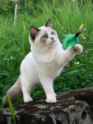 Mèo Ragdoll đực 4 tháng