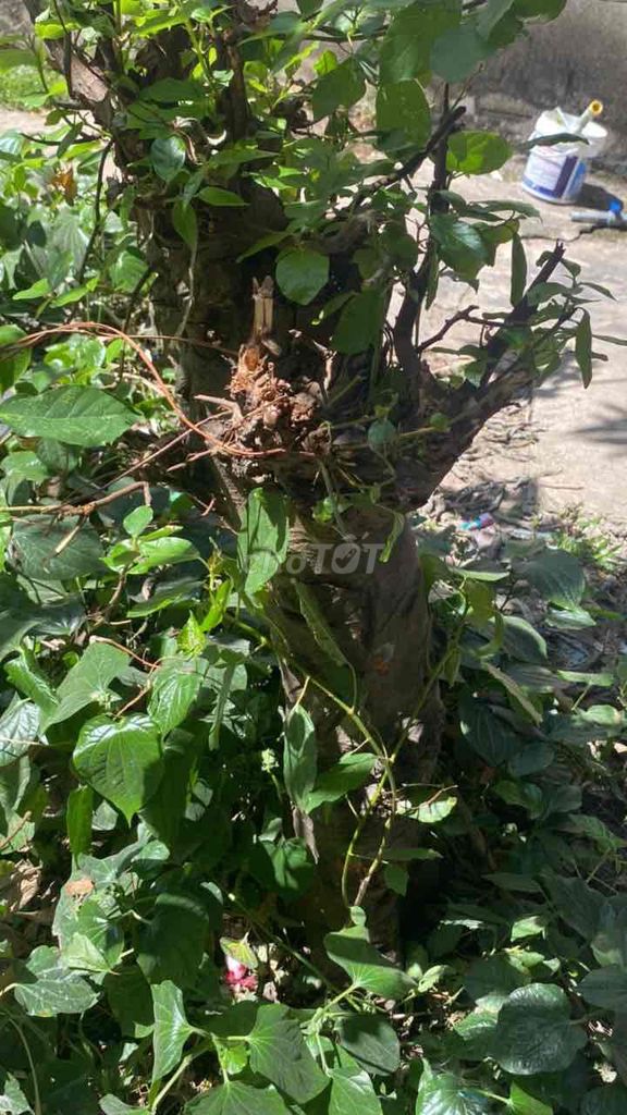 Cây sung đường kính 30cm. Mua bán Cây cảnh, đồ trang trí tại Thị xã Bến Cát Bình Dương được đăng bởi lê trà hình 1