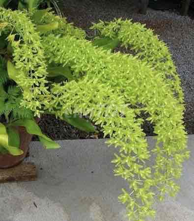 Hoa Lan Vũ Nữ Hoàng Hậu Xanh. Mua bán Cây cảnh, đồ trang trí tại Quận Hải Châu Đà Nẵng được đăng bởi Minh Phạm hình 1