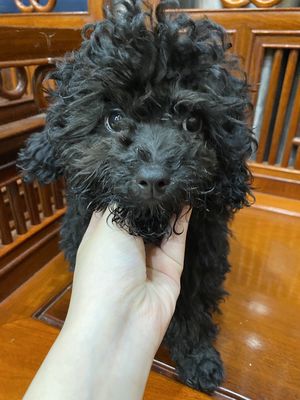 Chó poodle đen 3 tháng tuổi