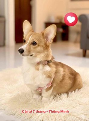 🍒🍒 CORGI CÁI TƠ 7 THÁNG MÀU RED - THÔNG MINH 🍒
