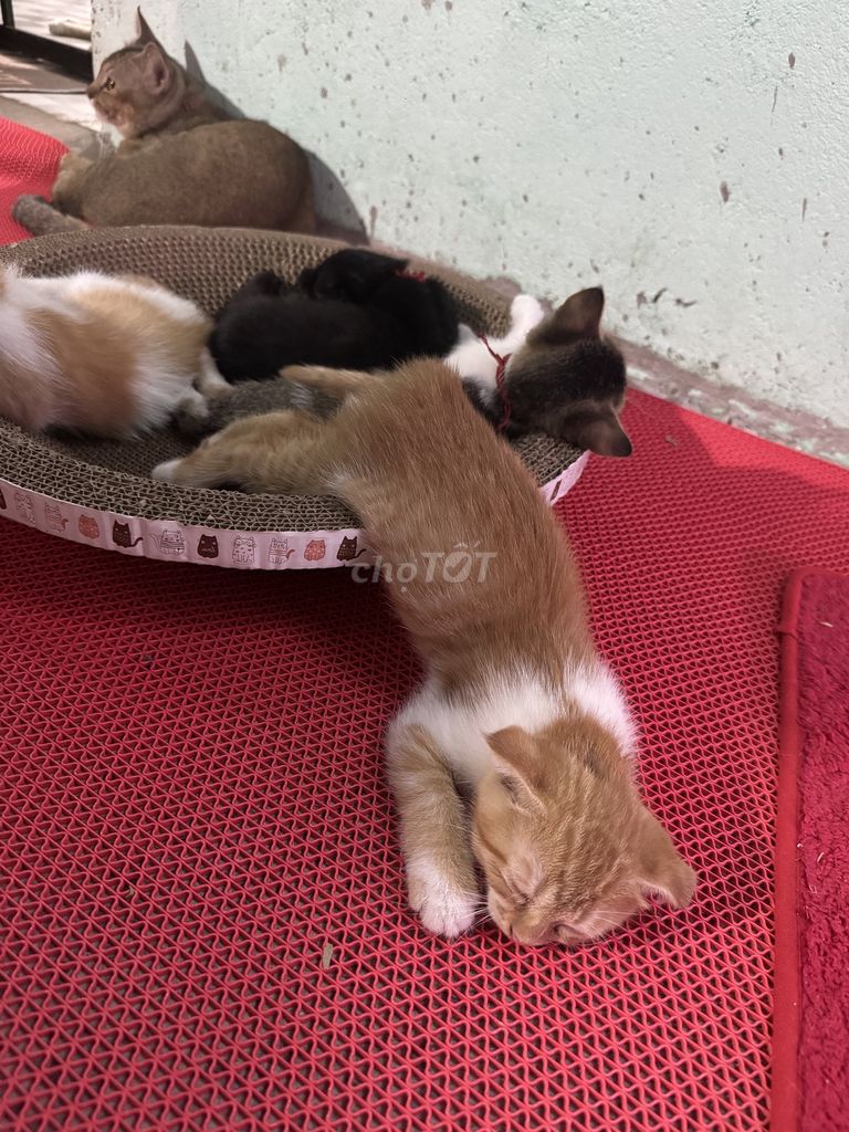 Mèo Anh lông ngắn đực 2 tháng. Mua bán Mèo tại Huyện Nhà Bè Tp Hồ Chí Minh được đăng bởi Nguyễn Hoàng Thùy Duyên hình 1