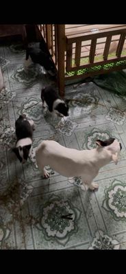 Chó Bull Pháp hơn 2 tháng