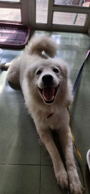Chó Samoyed gần 2 tuổi