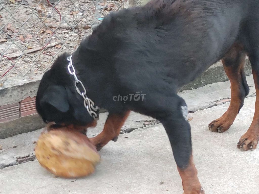 Chó Đực Giấy Vka. Mua bán Chó tại Huyện Bình Chánh Tp Hồ Chí Minh được đăng bởi Nhân Rottweiler  hình 5