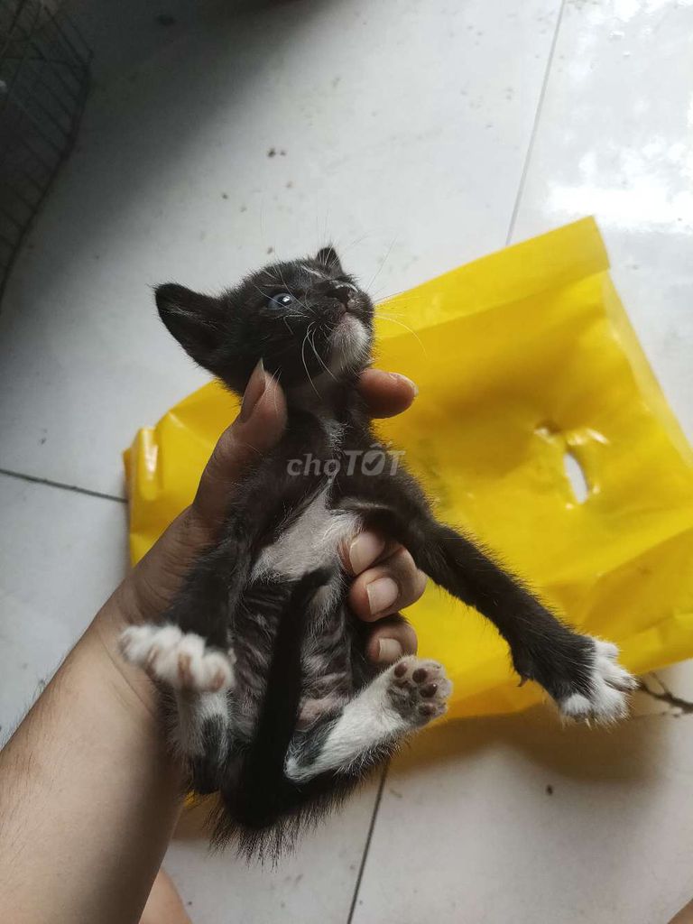 Mèo đen hơn 1 tháng tuổi. Mua bán Mèo tại Thị xã Tân Uyên Bình Dương được đăng bởi Hoang Hieu  hình 1