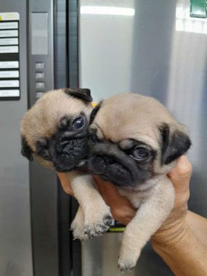 PUG CHÂN LÙN MẶT XỆ THUẦN CHỦNG. Mua bán Chó tại Thành phố Thủ Đức Tp Hồ Chí Minh được đăng bởi Như Ý