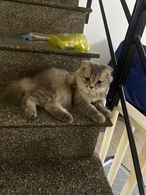 mèo anh long dài. Mua bán Mèo tại Quận Phú Nhuận Tp Hồ Chí Minh được đăng bởi Hương