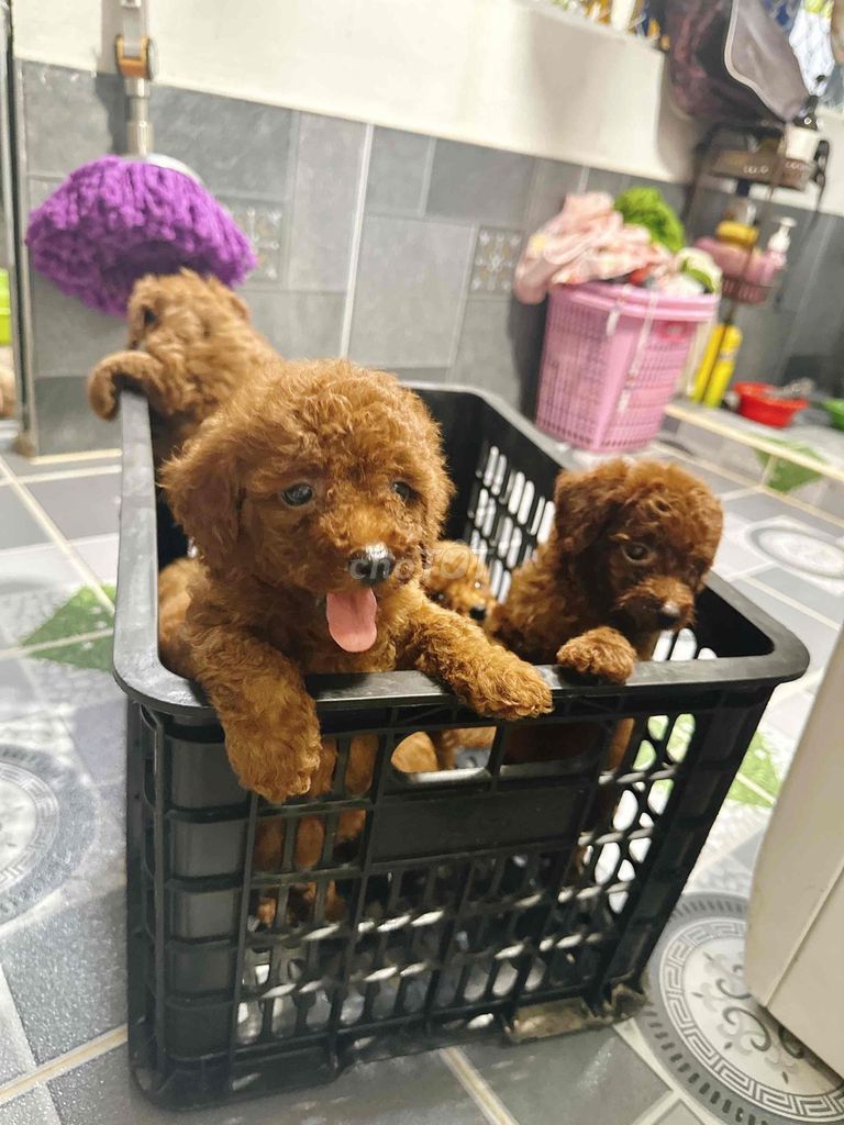 Chó Poodle Nâu đỏ Cả hai. Mua bán Chó tại Thành phố Bến Tre Bến Tre được đăng bởi Thảo hình 1