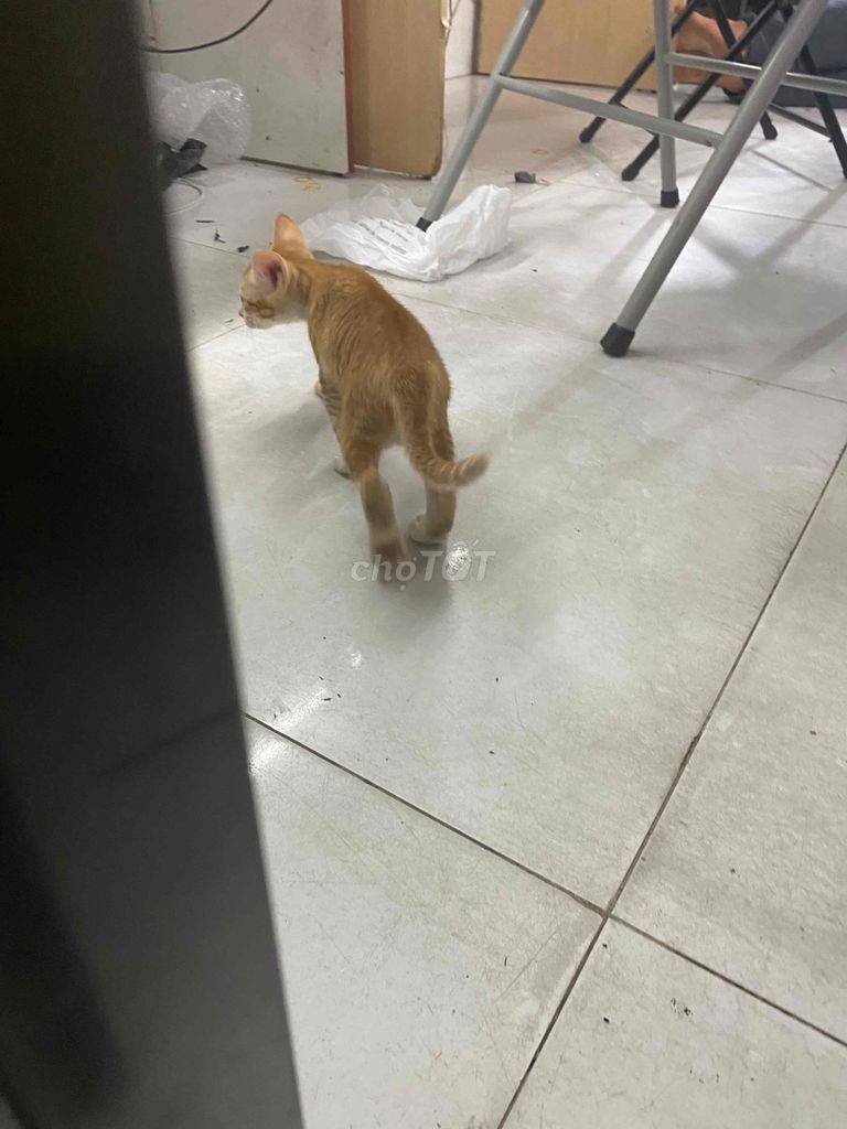 Mèo Vàng. Mua bán Mèo tại Quận Tân Phú Tp Hồ Chí Minh được đăng bởi Minh Khang Sài gòn MoBILE hình 1