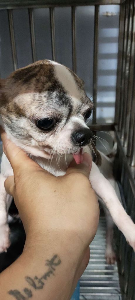 Chihuahua đực vện