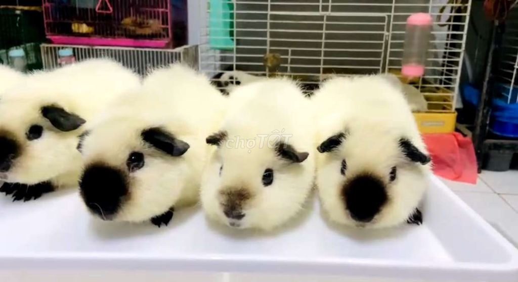 Bọ ú Cali Teddy. Mua bán Thú cưng khác tại Thành phố Thủ Đức Tp Hồ Chí Minh được đăng bởi anh Hân hình 2