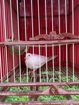 chim cu gáy ( cả chim và lồng) chim đã biết gáy. Mua bán Chim tại Huyện Sóc Sơn Hà Nội được đăng bởi Nguyễn Văn Đức