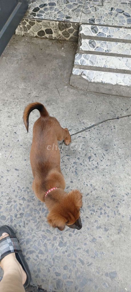 Chó 4 tháng màu Nâu. Mua bán Chó tại Quận Gò Vấp Tp Hồ Chí Minh được đăng bởi Nguyễn Minh Như Ngọc hình 1