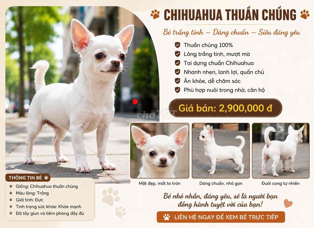 Chó Chihuahua Mini Đực Trắng Khỏe Mạnh. Mua bán Chó tại Quận Ba Đình Hà Nội được đăng bởi Nguyễn Minh Thành hình 1