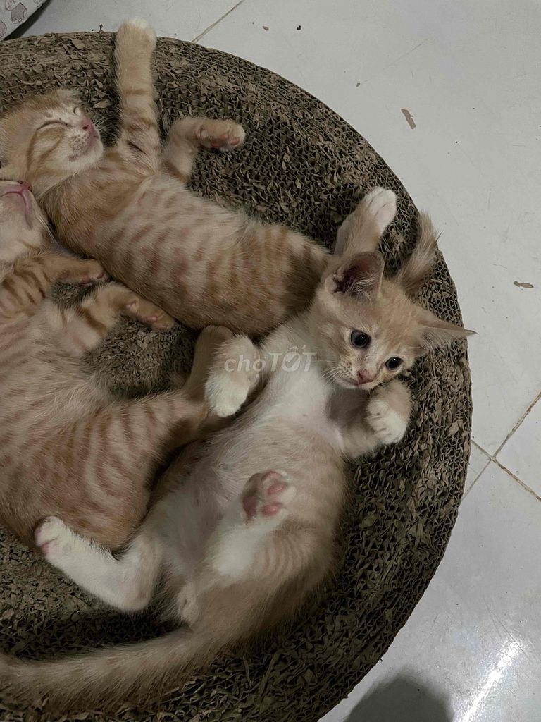 Mèo nhà nhỏ cái 2 tháng chưa tiêm. Mua bán Mèo tại Thành phố Thủ Đức Tp Hồ Chí Minh được đăng bởi Tuấn hình 1