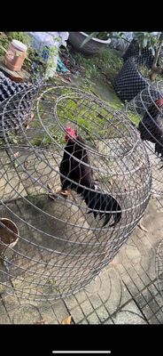 mới úp 5con gà chia anh em 2tr5 5 con. Mua bán Gà tại Huyện Mỏ Cày Bắc Bến Tre được đăng bởi Cu Tít