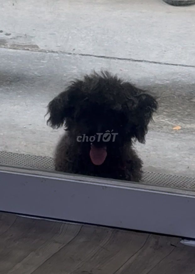 Chó Đen. Mua bán Chó tại Quận 3 Tp Hồ Chí Minh được đăng bởi Hanh le hình 1
