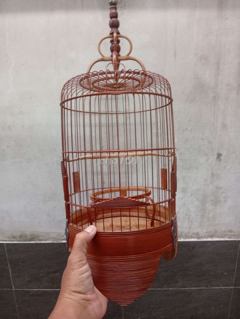 Khuyên vác. Mua bán Chim tại Quận 6 Tp Hồ Chí Minh được đăng bởi chuyên 7 màu hình 1