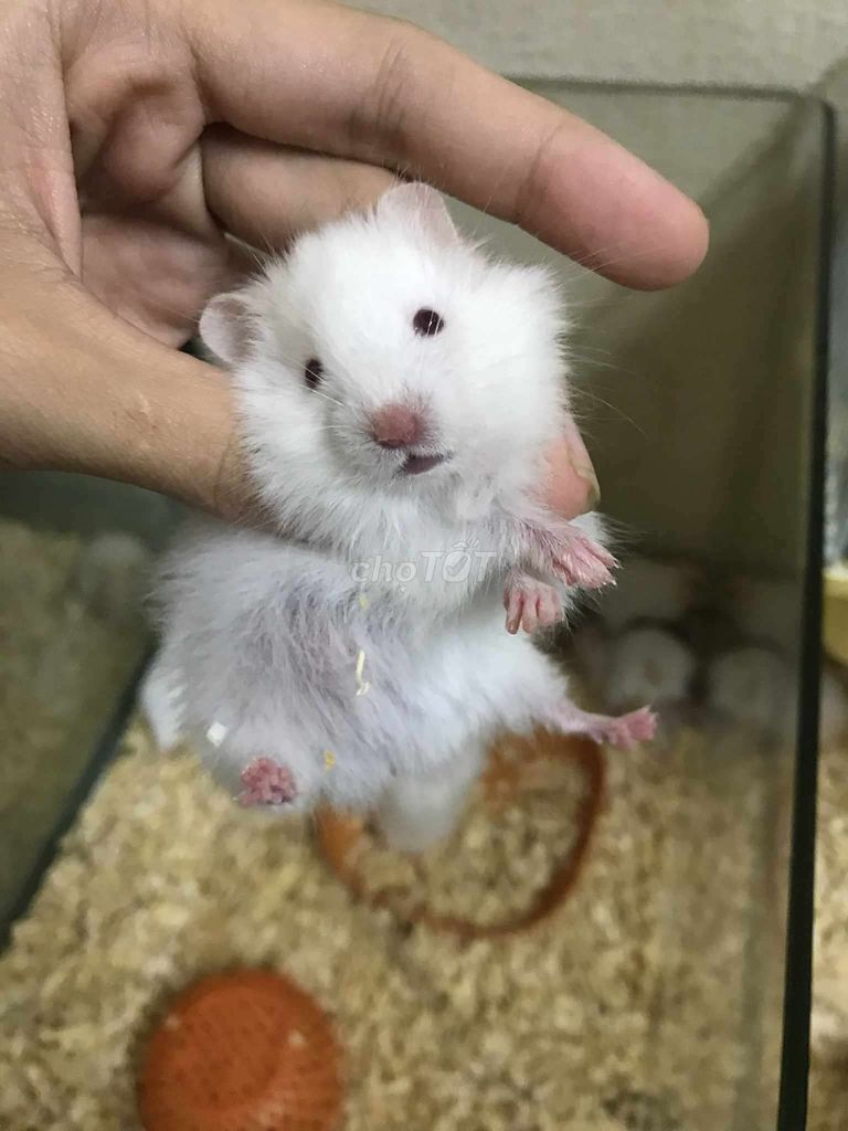 Chuột Hamster Bear xù lai Baby. Mua bán Thú cưng khác tại Quận Bình Tân Tp Hồ Chí Minh được đăng bởi Ở trọ bày đặt bán chụtt hình 1