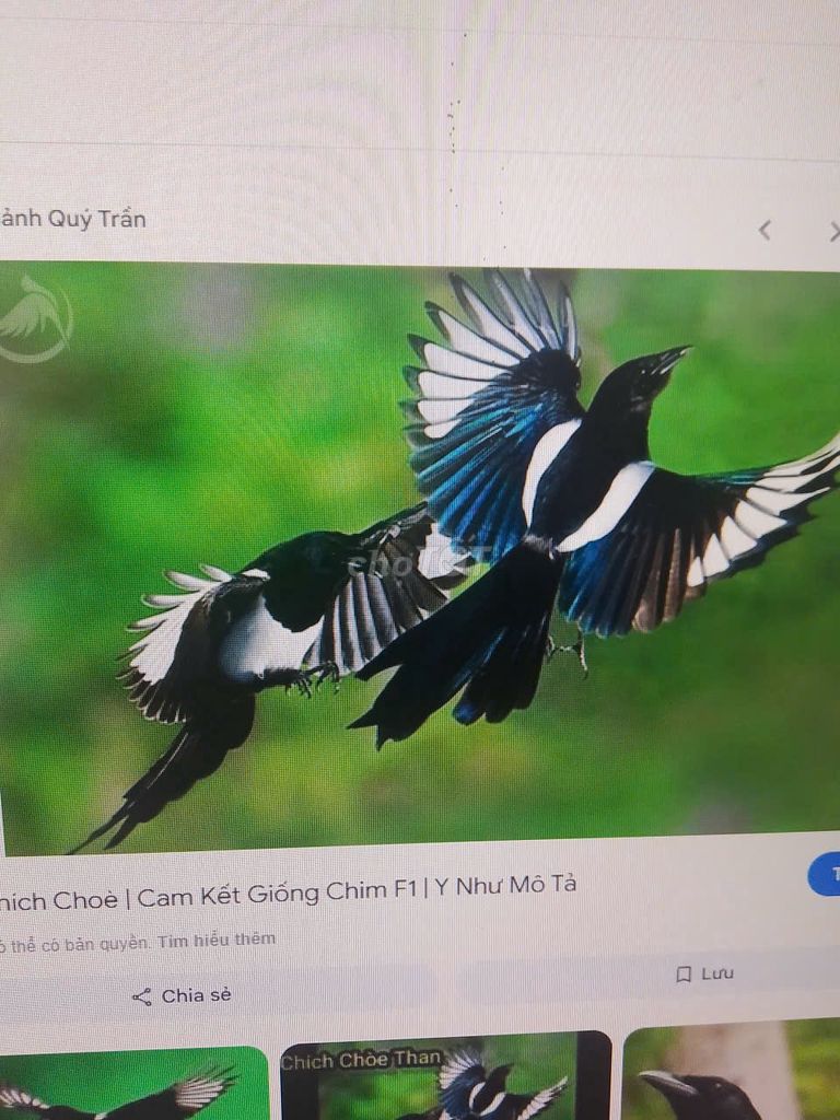 Chim Chích chòe than Mái Mùa 2026. Mua bán Chim tại Quận Liên Chiểu Đà Nẵng được đăng bởi Ninh Bình hình 1
