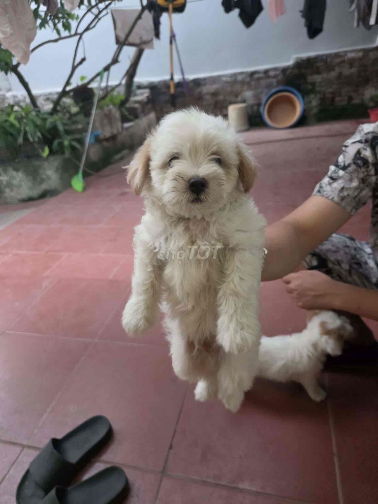 Chó Poodle lai Trắng, Đen trắng 2 tháng. Mua bán Chó tại Quận Hoàng Mai Hà Nội được đăng bởi Vũ hình 1