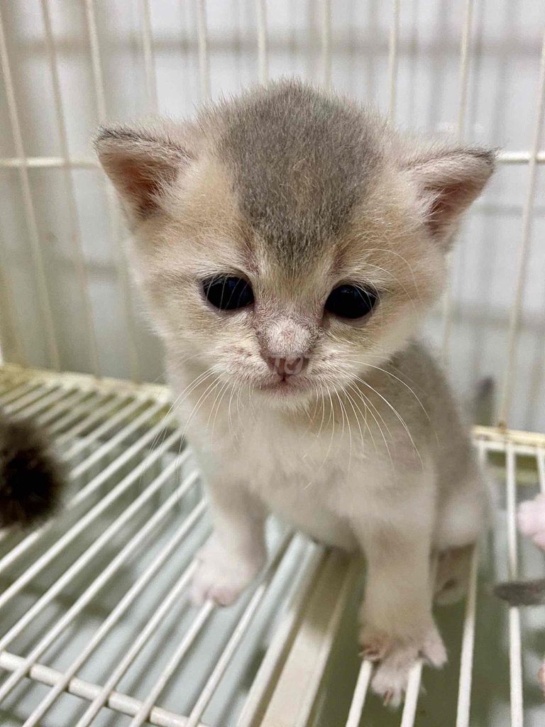 Mèo Anh lông ngắn 2 tháng tuổi. Mua bán Mèo tại undefined Tp Hồ Chí Minh được đăng bởi Hân hình 1