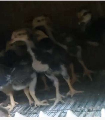 Gà ta Bình Định trên 1 tháng tuổi. Mua bán Gà tại Quận 11 Tp Hồ Chí Minh được đăng bởi Phương Kim Hương