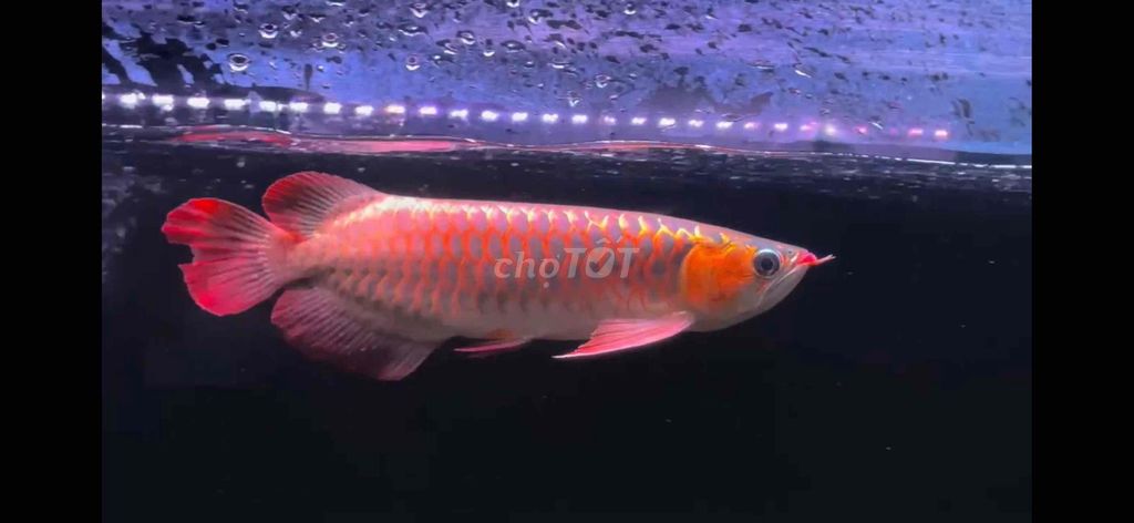 Cá rồng Huyết long 40 cm Đỏ. Mua bán Thú cưng khác tại Huyện Củ Chi Tp Hồ Chí Minh được đăng bởi Arowana  hình 1