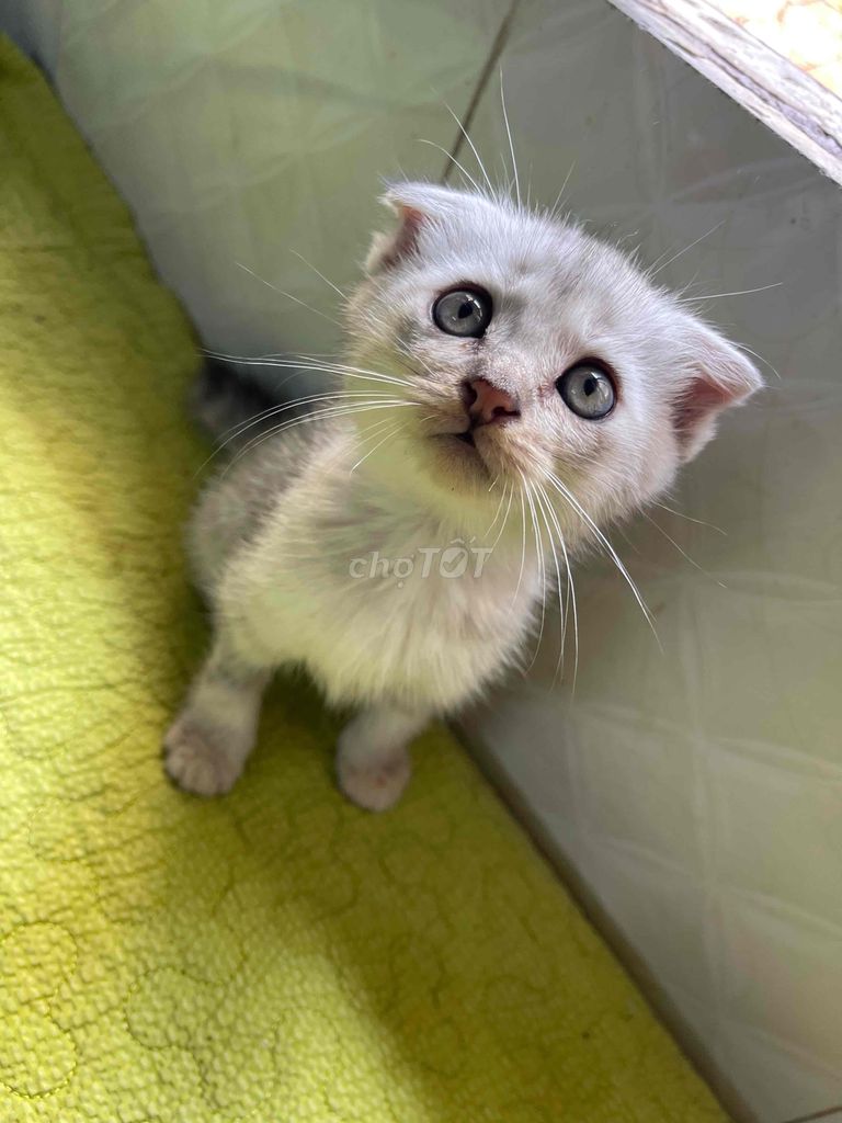 MÈO CON LAI ANH LÔNG DÀI 🐈