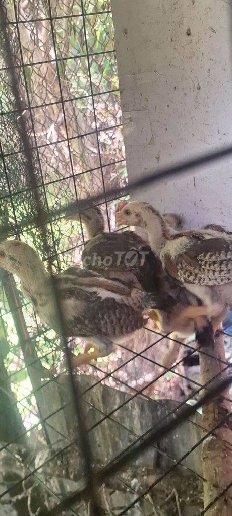 Gà đá giống 4 con. Mua bán Gà tại Thành phố Mỹ Tho Tiền Giang được đăng bởi Anh vàng hình 1