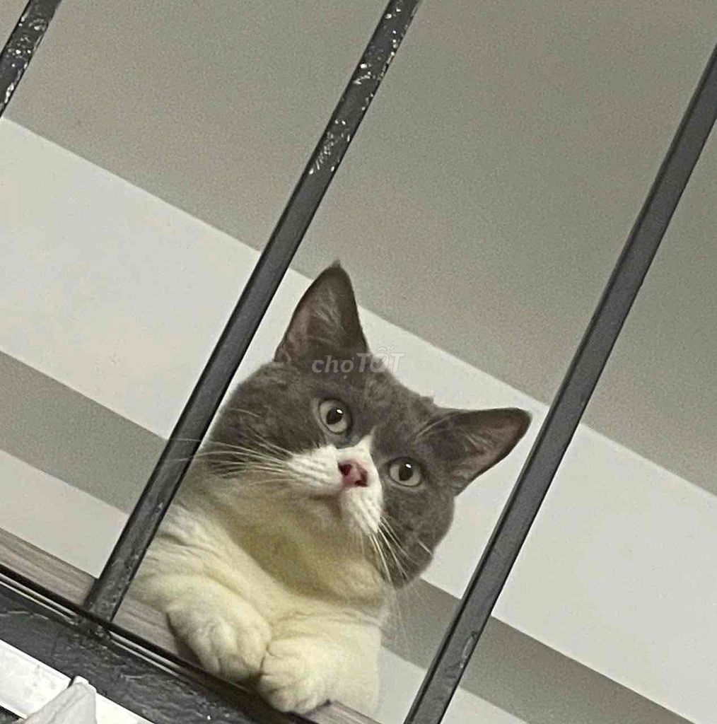 PHỐI MÈO CHÂN LÙN. GOLDEN MẮT XANH