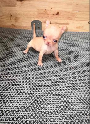 Chó Chihuahua Teacup Vàng kem c