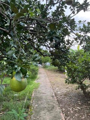 Bưởi hữu cơ nhà trồng không bất kì hoá chất nào. Mua bán Đồ ăn, thực phẩm và các loại khác tại Huyện Nhà Bè Tp Hồ Chí Minh được đăng bởi jen
