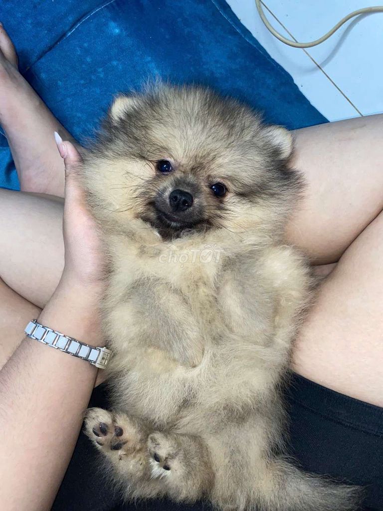 Pomeranian Nữ Nâu Nhạt, Bé. Mua bán Chó tại Quận 11 Tp Hồ Chí Minh được đăng bởi Cô Hậu hình 2