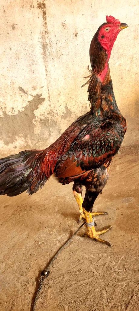 Gà đòn tơ Bình Định Tía chân vàng vuông 3kg2. Mua bán Gà tại Huyện Củ Chi Tp Hồ Chí Minh được đăng bởi Chicken Shop  hình 1