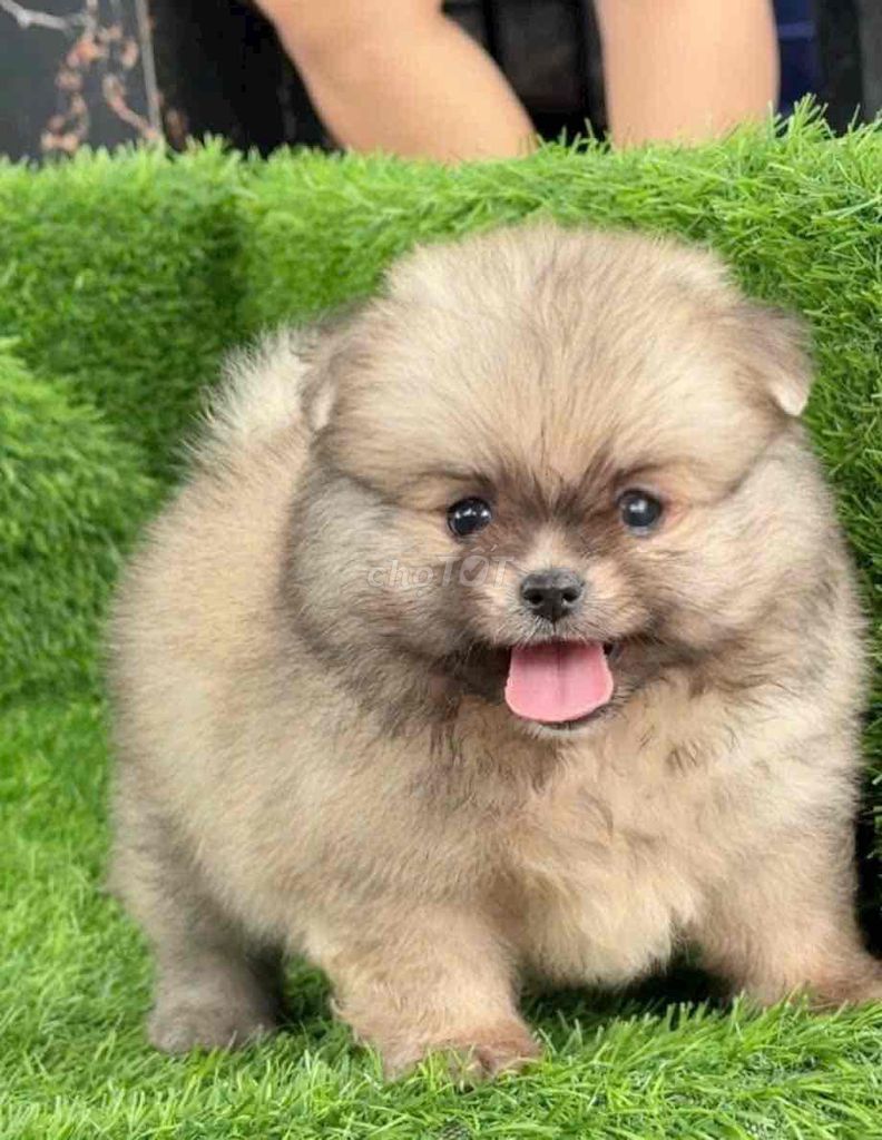 Pom mini Cún tại nhà. Mua bán Chó tại Huyện Bình Chánh Tp Hồ Chí Minh được đăng bởi Huỳnh Chân hình 3