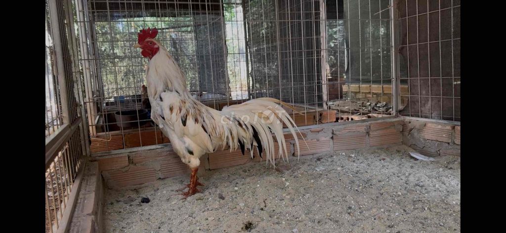 Gà bướm 3.25kg Trắng Đực. Mua bán Gà tại Thành phố Thủ Đức Tp Hồ Chí Minh được đăng bởi Tín  hình 1