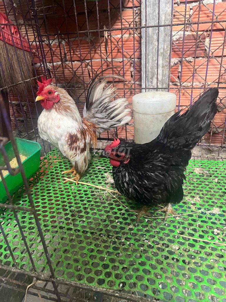 Gà Serama cả hai trống tơ mái đẻ. Mua bán Gà tại Huyện Củ Chi Tp Hồ Chí Minh được đăng bởi Chu Công Hậu hình 1