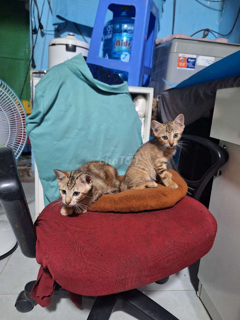 Tặng tìm chủ mới cho 3 bé. Mua bán Mèo tại Huyện Bình Chánh Tp Hồ Chí Minh được đăng bởi Anh hình 1
