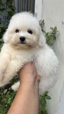 Chó Bichon Frise đực con đã tiêm