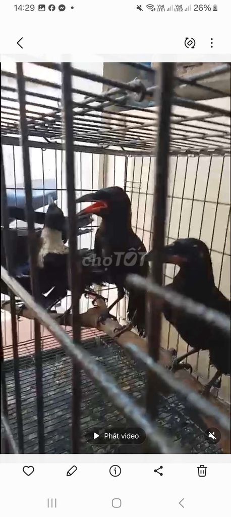 Chim Quạ đen màu Đen. Mua bán Thú cưng khác tại Quận Long Biên Hà Nội được đăng bởi tổng kho gia dụng  hình 1