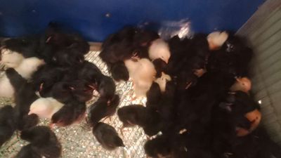 Gà đen lai nòi ace cần giống ib e. Mua bán Gà tại Thành phố Thuận An Bình Dương được đăng bởi Le binh