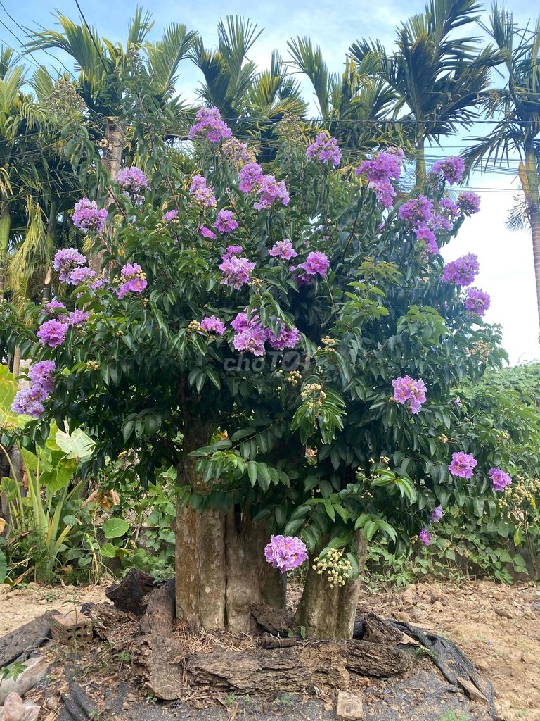 bằng lăng ghép tường vi
