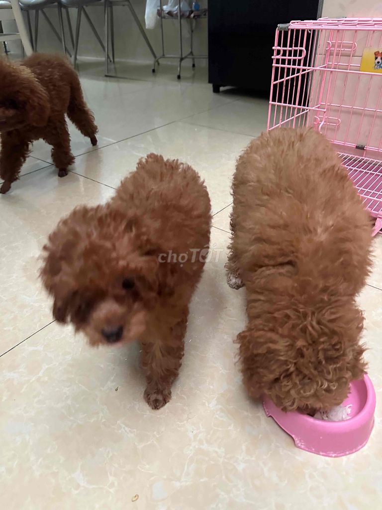 Chó Poodle nâu đỏ gần 4 tháng. Mua bán Chó tại Quận 7 Tp Hồ Chí Minh được đăng bởi Nguyen kien hình 1