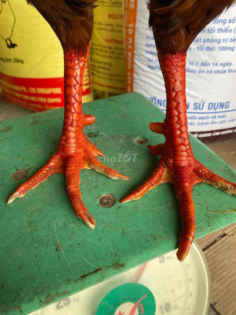 Việt rặc 3kg8. Mua bán Gà tại Huyện An Phú An Giang được đăng bởi Vũ Kỳ hình 4