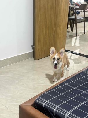 chó corgi cái thuần chủng 4thang tuổi. Mua bán Chó tại Thành phố Thủ Đức Tp Hồ Chí Minh được đăng bởi Lê Anh