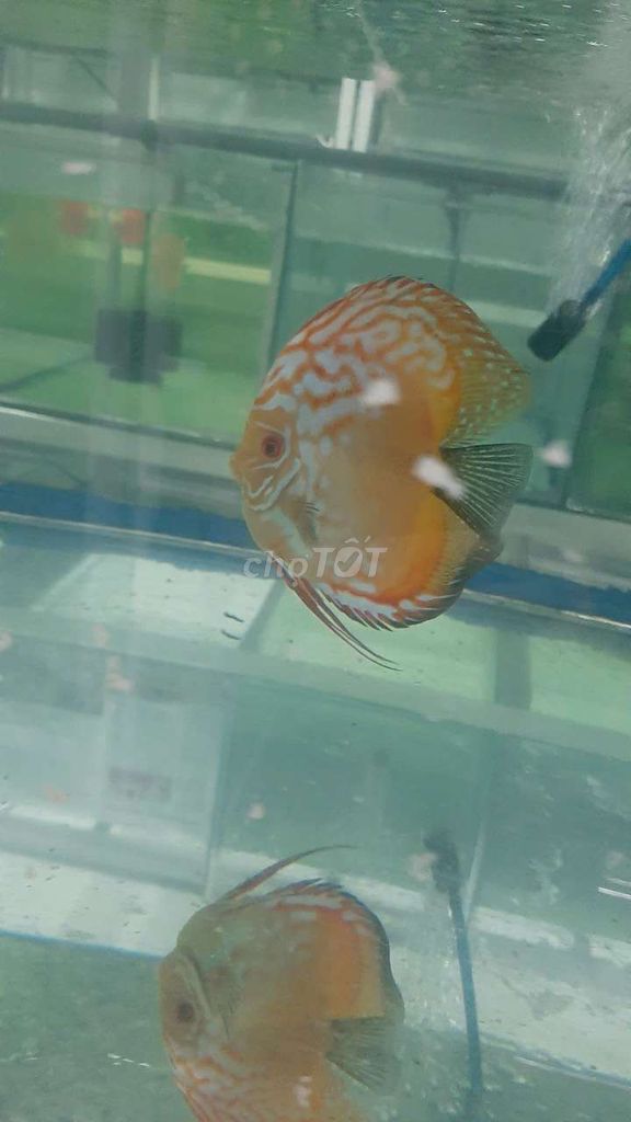 Cá dĩa bồ câu Panda HB (1 con, trong hình). Mua bán Thú cưng khác tại Quận 12 Tp Hồ Chí Minh được đăng bởi N Trường hình 3