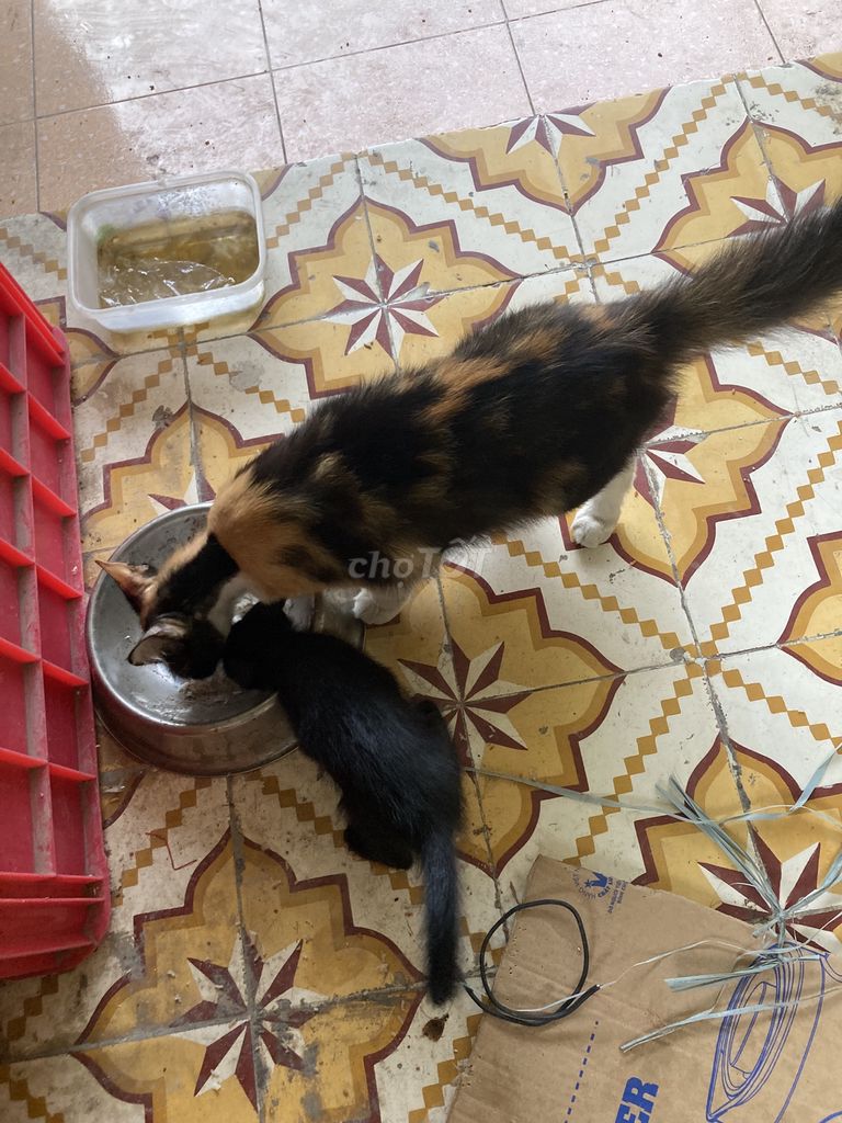 Mèo tam thể 2 tháng tuổi. Mua bán Mèo tại Quận Thanh Xuân Hà Nội được đăng bởi Tên chưa cung cấp hình 2