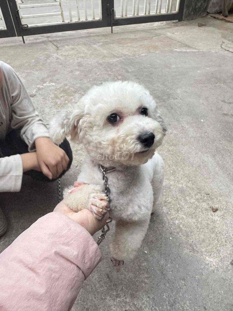 Chó Poodle cái Trắng kem. Mua bán Chó tại Quận Hai Bà Trưng Hà Nội được đăng bởi Son hình 1